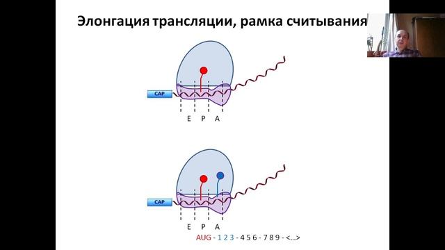 Основы мол. и кл. биологии (2024). Л.4. Трансляция иРНК. Биосинтез белка. Ч. 1 Трансляция иРНК