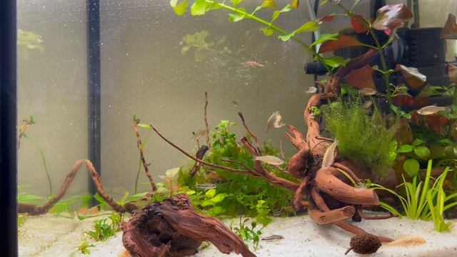 Наноаквариум с нано рыбками, 1 месяц после запуска