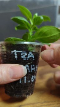 ОТЧЁТ укоренённый черенок петунии
