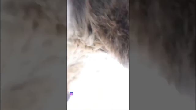 Погоня.mp4
