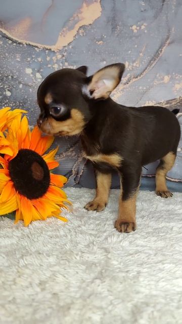 Девочка чихуахуа в продаже