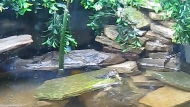 Indian Mudskipper Full Tank Video