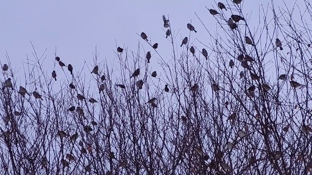 Воробьиное царство, красота деревенской природы, жизнь в деревне, зима, воробьи