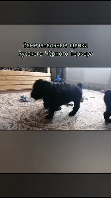 WhatsApp Video 2025-01-26 at 16.54.06