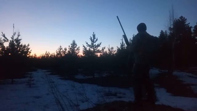 Первый раз на вальдшнепа