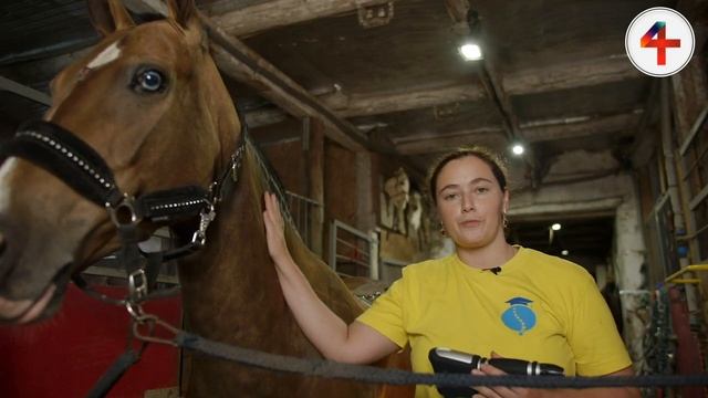 Кальцификаты в сухожилиях у лошадей