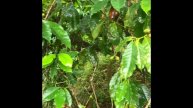 Real Jamaica Authentic blue mountain coffee