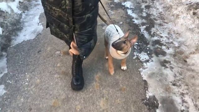 Обучение щенка бультерьера команде 