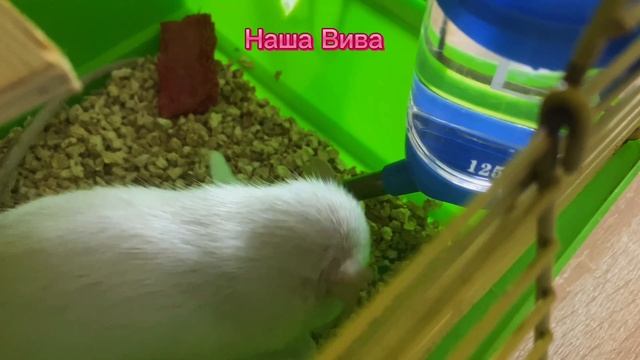 #4 наша Вива