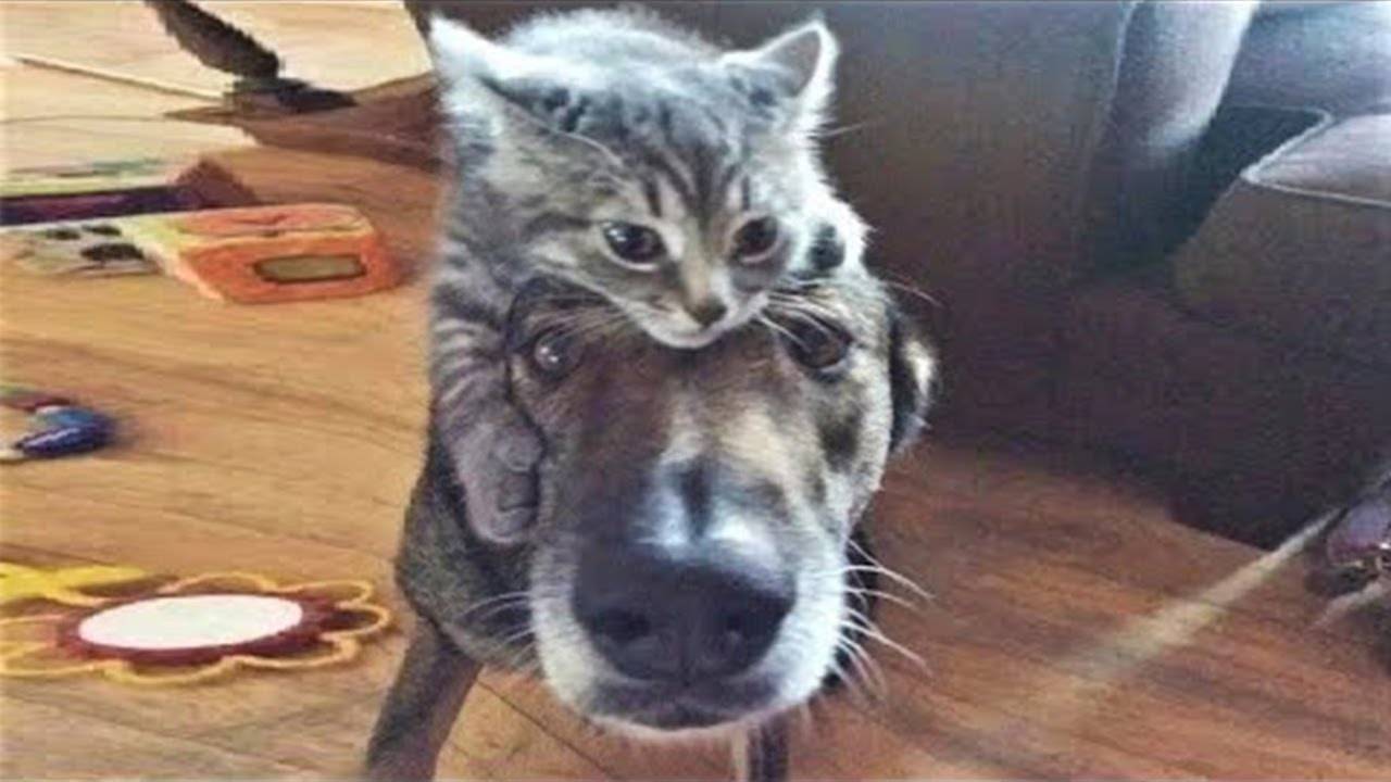 НЕ НА ТОГО НАЕХАЛ! | СМЕШНЫЕ ЖИВОТНЫЕ | РЖАЧНЫЕ КОТЫ