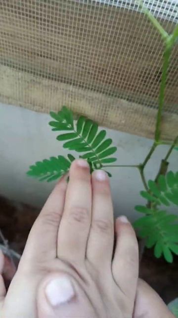 Touch me not plant