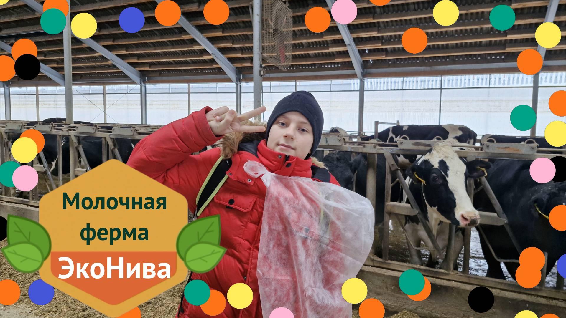 Молочная ферма ЭкоНива, Калужская область, Медынь. Голштинские коровы, телята, молокозавод!!!