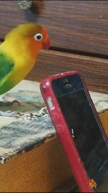 Snapchat-2124385096.mp4