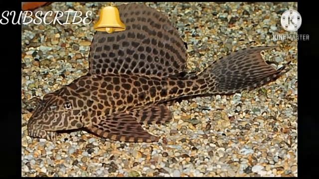 tank cleaner breeding in tamil . thamizha aquarium