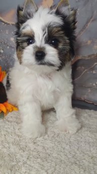 Мальчик бивер терьера в продаже