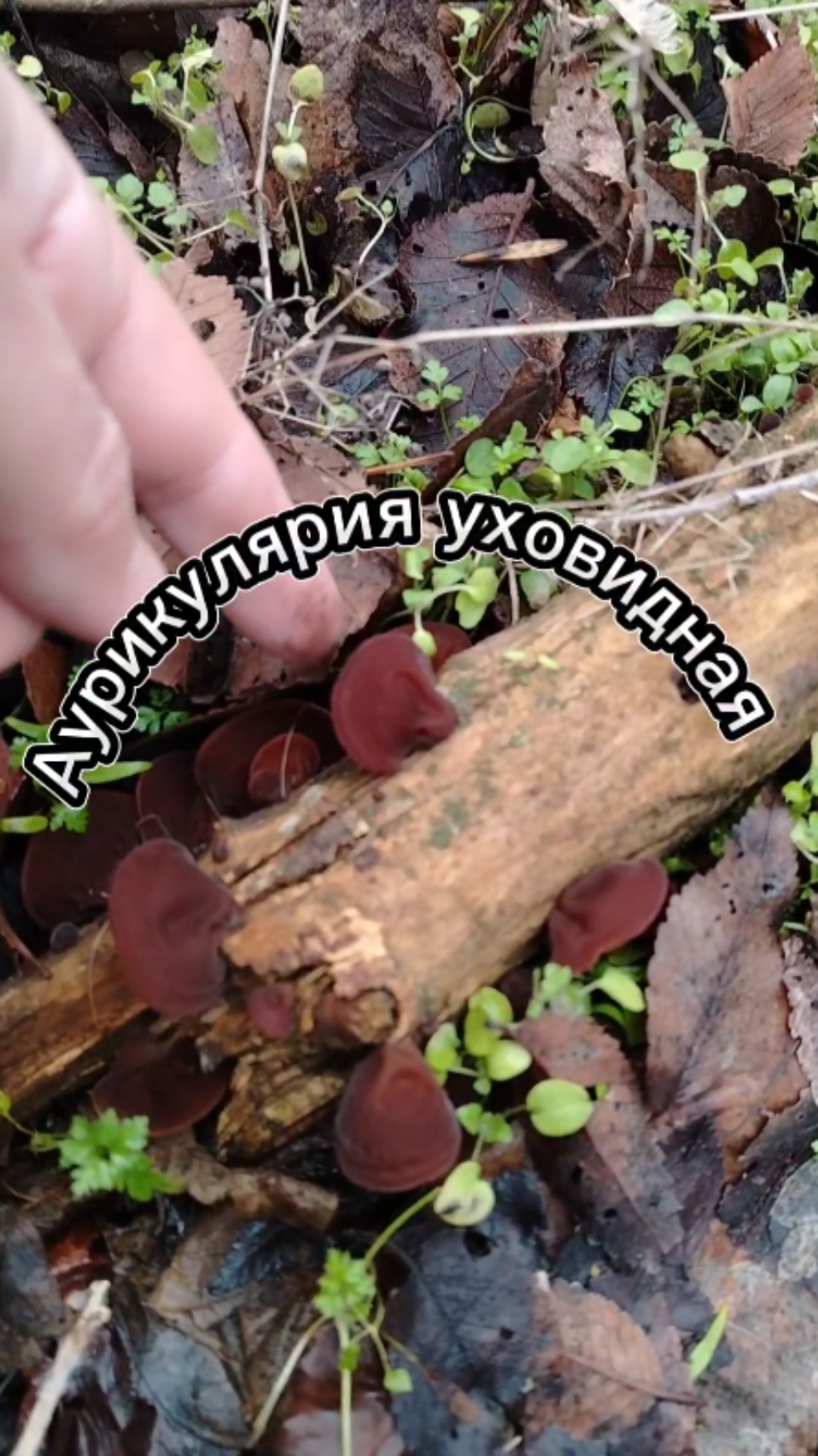 Такие грибы в конце января