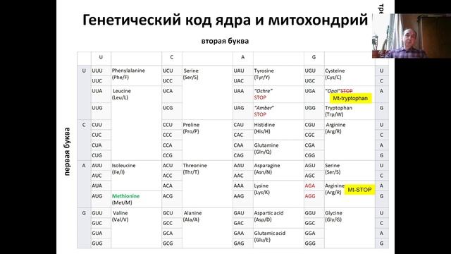 Основы мол. и кл. биологии (2024) Л 4 Трансляция, Биосинтез белка. Ч 2 Трансляция у прокариотов/