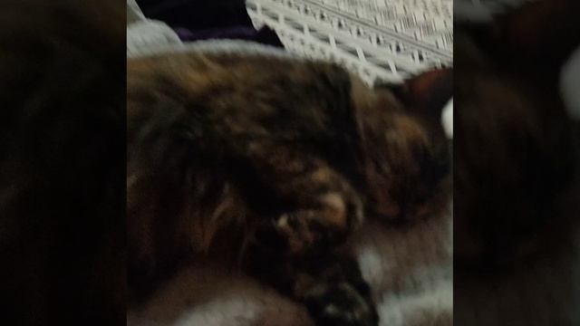 Мой котик