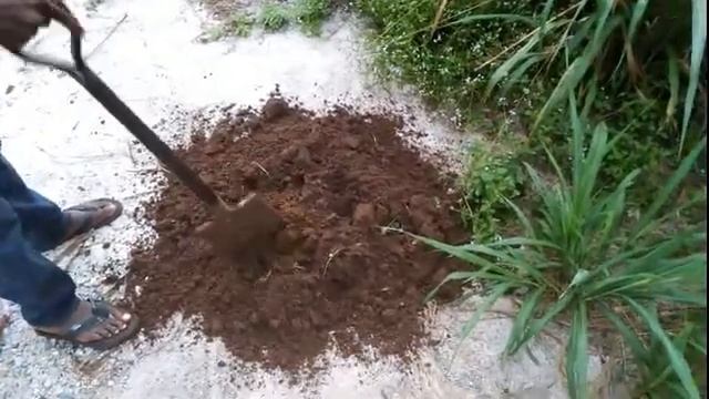 UPDATES ON 300 YAMS PLANTED IN THE FOWL FEED SACK NEW