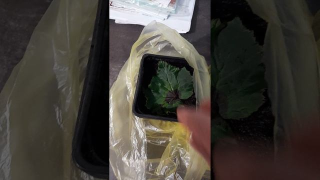 Черенкование клубневой бегонии листьями.