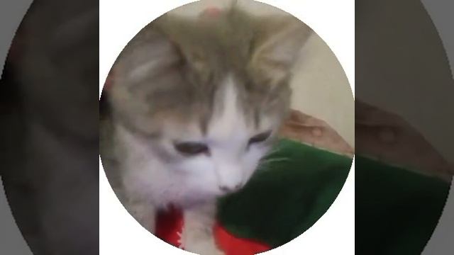 Котяра
