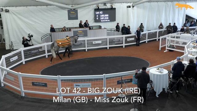 Review: Tattersalls Cheltenham February Sale 2024