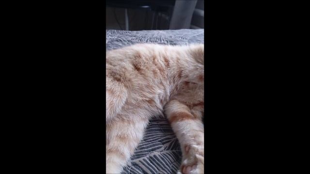 Кот. Фокс.