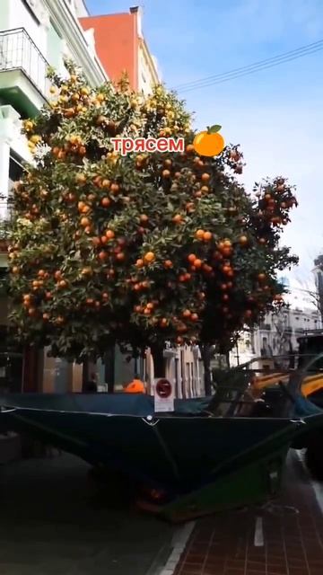 как собирают мандарины 🍊 трактором со специальной приблудой😁🚜 технологии! #технологии #сборкатоп