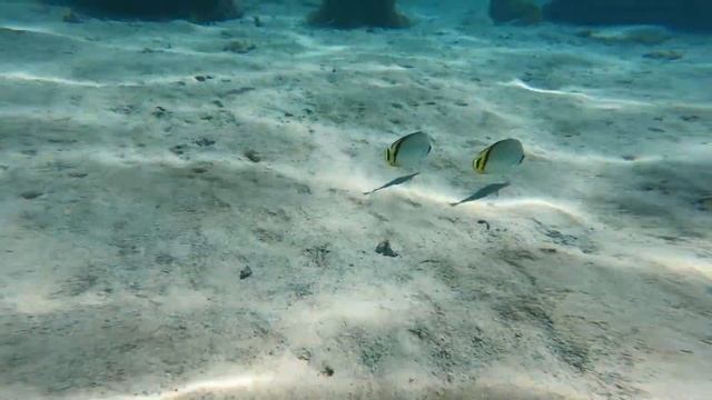 Moorea Island Beach Resort Review - Sofitel Kia Ora Moorea