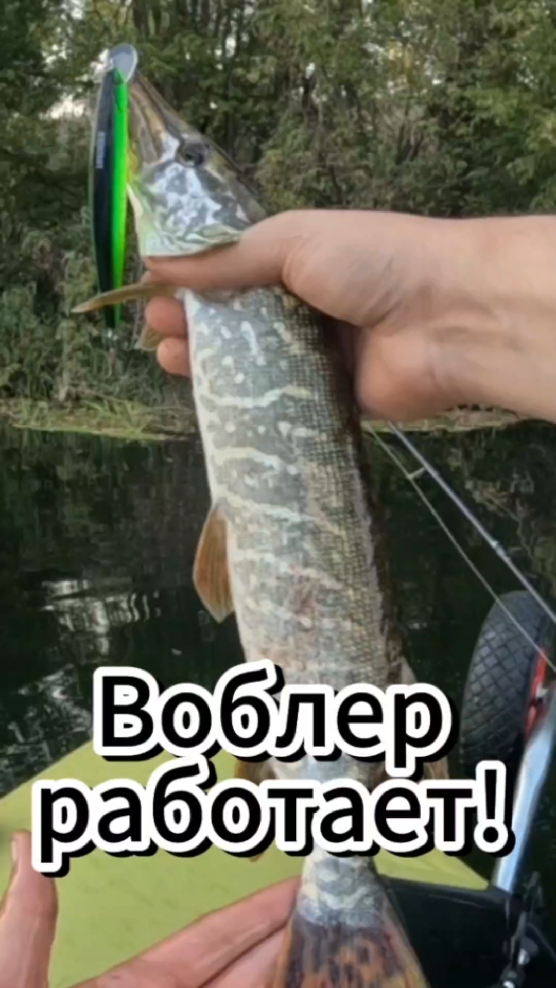 Рабочий воблер по щуке! Разлавливаю зубастую уже не впервый раз. Приманка на щуку