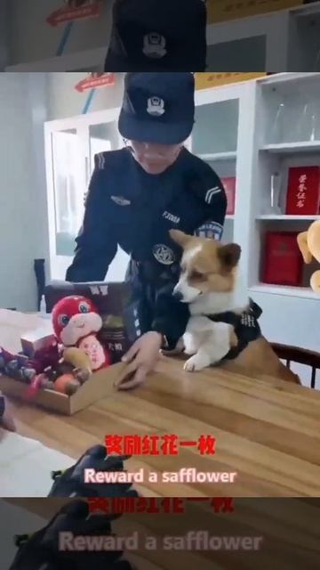 ❤️В Китае лишили первого в истории корги-полицейского годовой премии за сон на рабочем месте и мо...