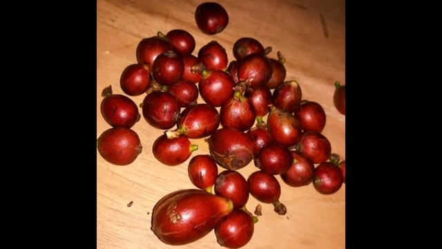 Liberica Excelsa Arabica Robusta that we've proccesed