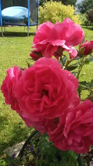 Роза Rosarium Uetersen.  Малышка, а как обильно Цветёт!