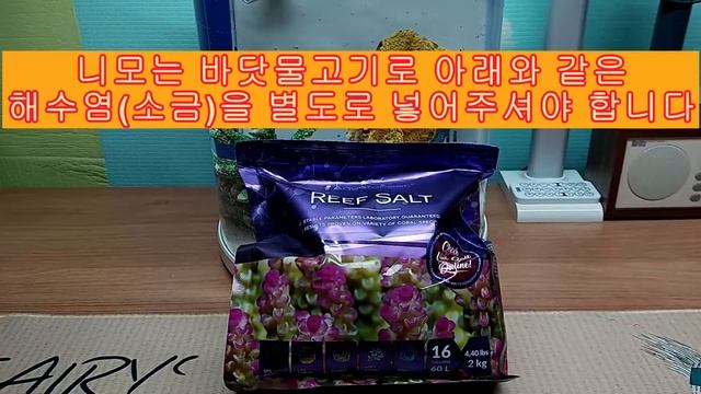 간단하게 니모 어항 세팅하기(니모 키우기)