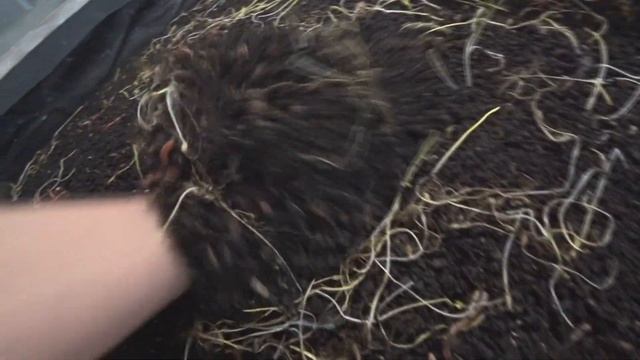 Сколько заселять червя.  Какая плотность дендробены в стеллаже.