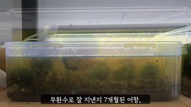 늘어난 어항관리 노하우