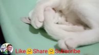 GANITO BA PUSA NIO TODO LINIS SA KATAWAN/argieTv vlogz channel