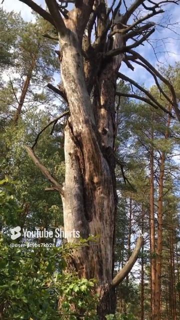 Сухое но очень красивое#Dry but very beautiful #sorts #лес #forest