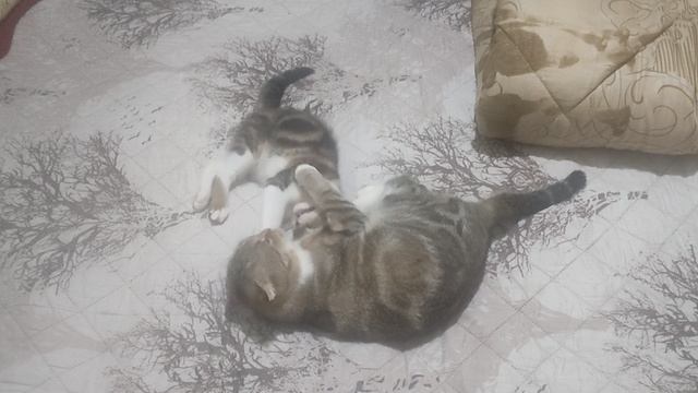 VID_20250127_072546