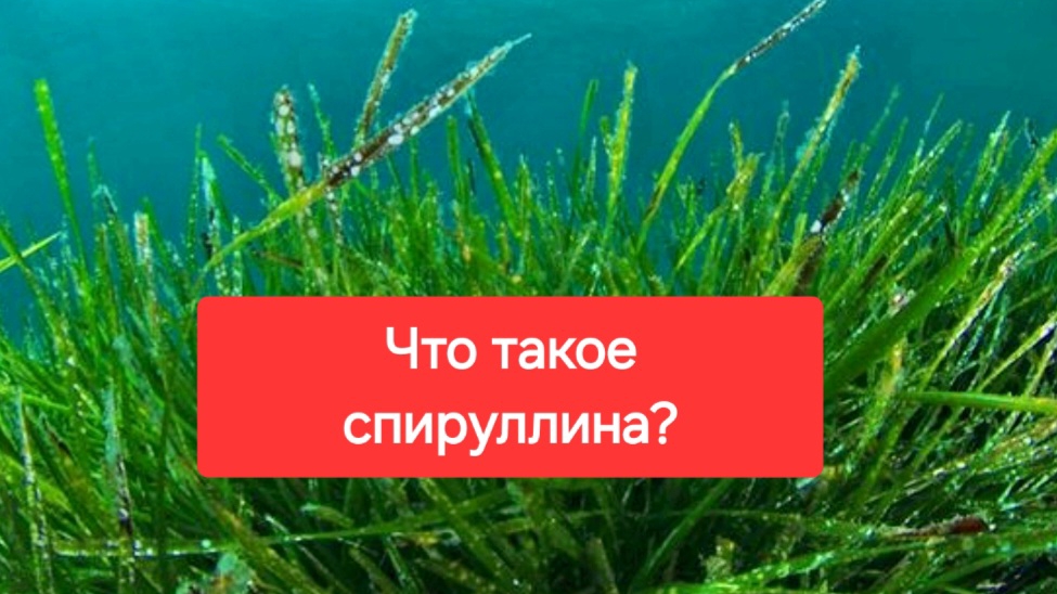 Спируллина что это? И для чего она нужна?