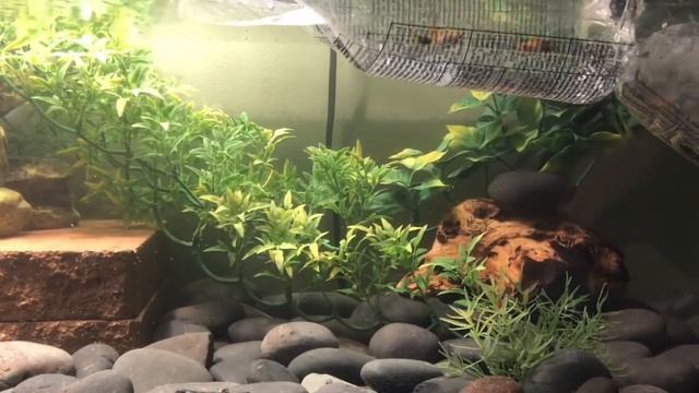 Setting up a Community Pink Bellied Side-neck Turtle Tank