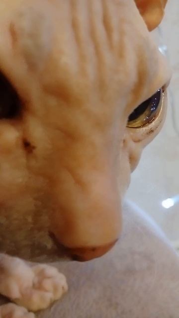 ленивый кот