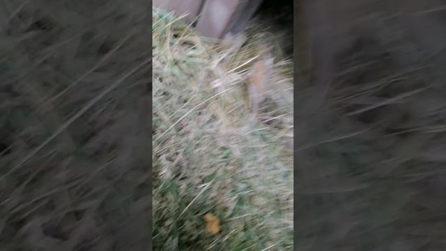 lv_0_20250127140924.mp4