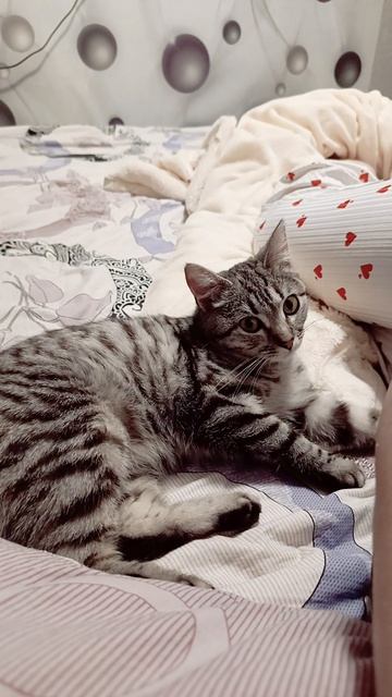 взгляд кошки, ловкость картошки
