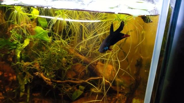 Wild Betta Imbellis Pair | Breeding Tank Inspired by NATURE