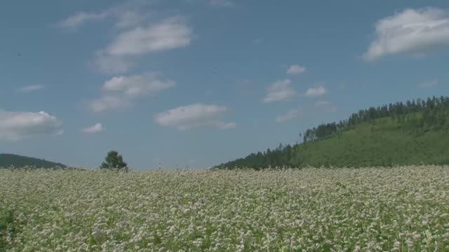 ВСЁ ЦВЕТЫ ДО НЕБЕС!