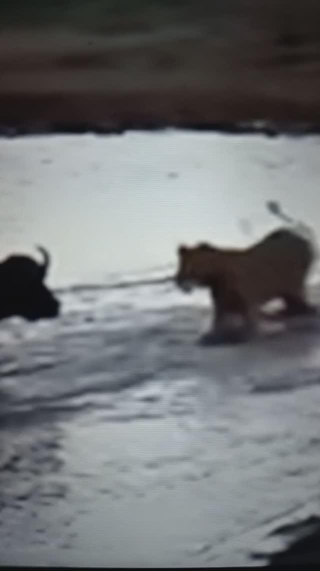 Львицы нападают на Буйвола🤔😳