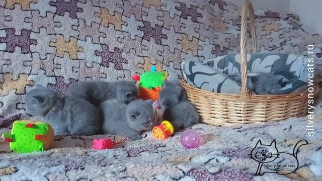Посмотрите, плюшевые британские котята на видео