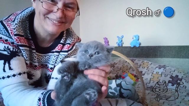 Выбирайте своего британского котёнка в нашем питомнике