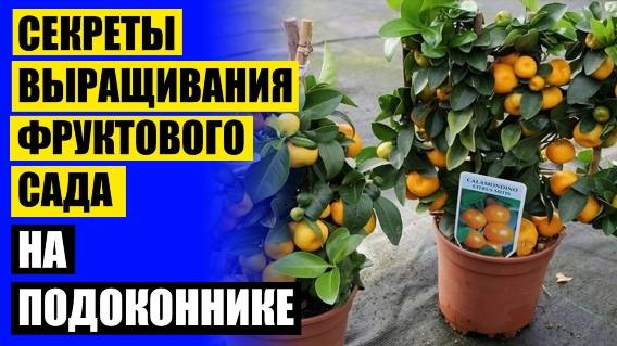 Павлово лимон питомник сайт